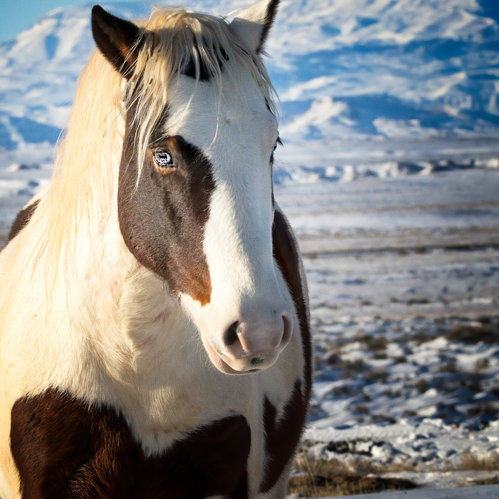 Blue eyed stallion leave 74 replacement tzukl8