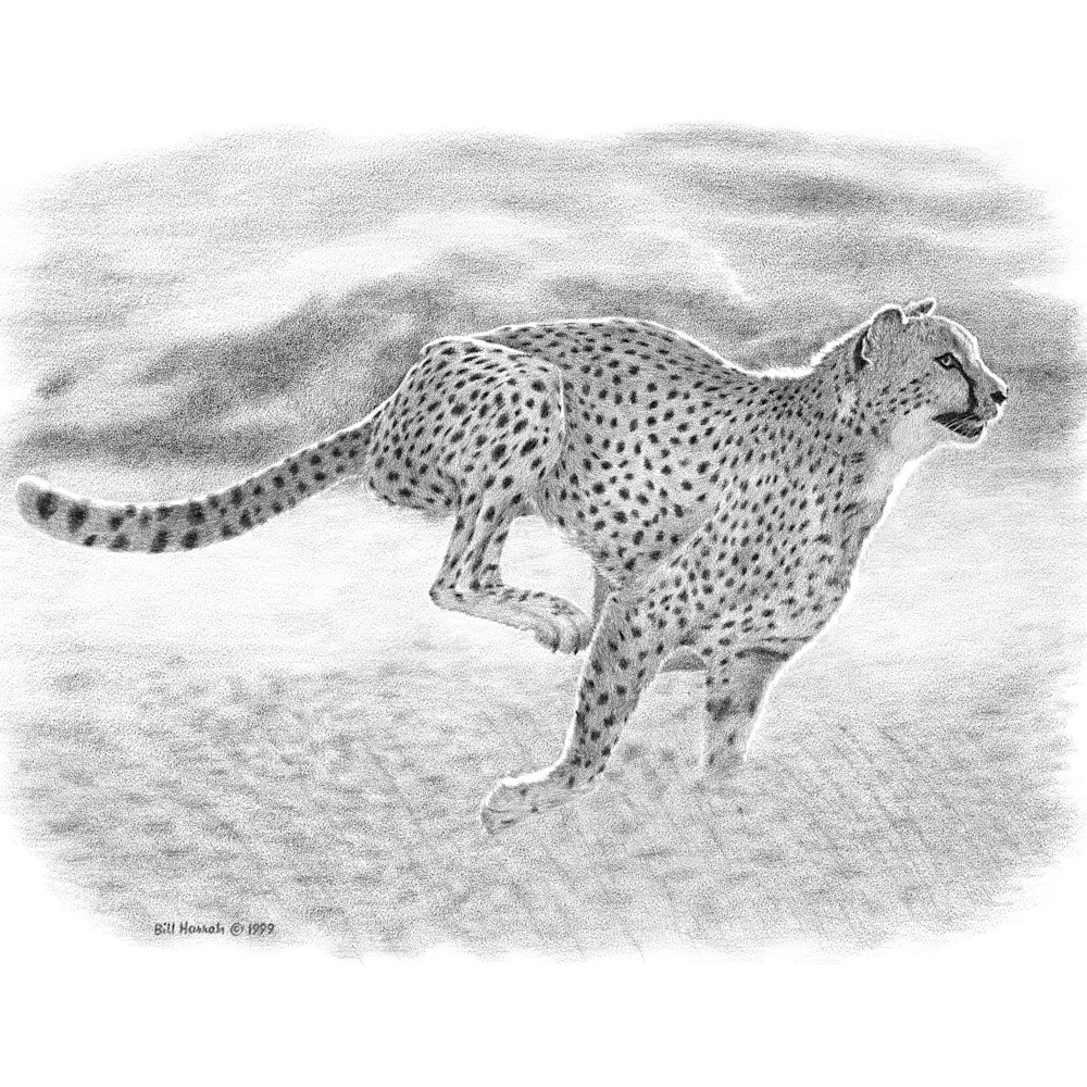 Cheetah qejodo