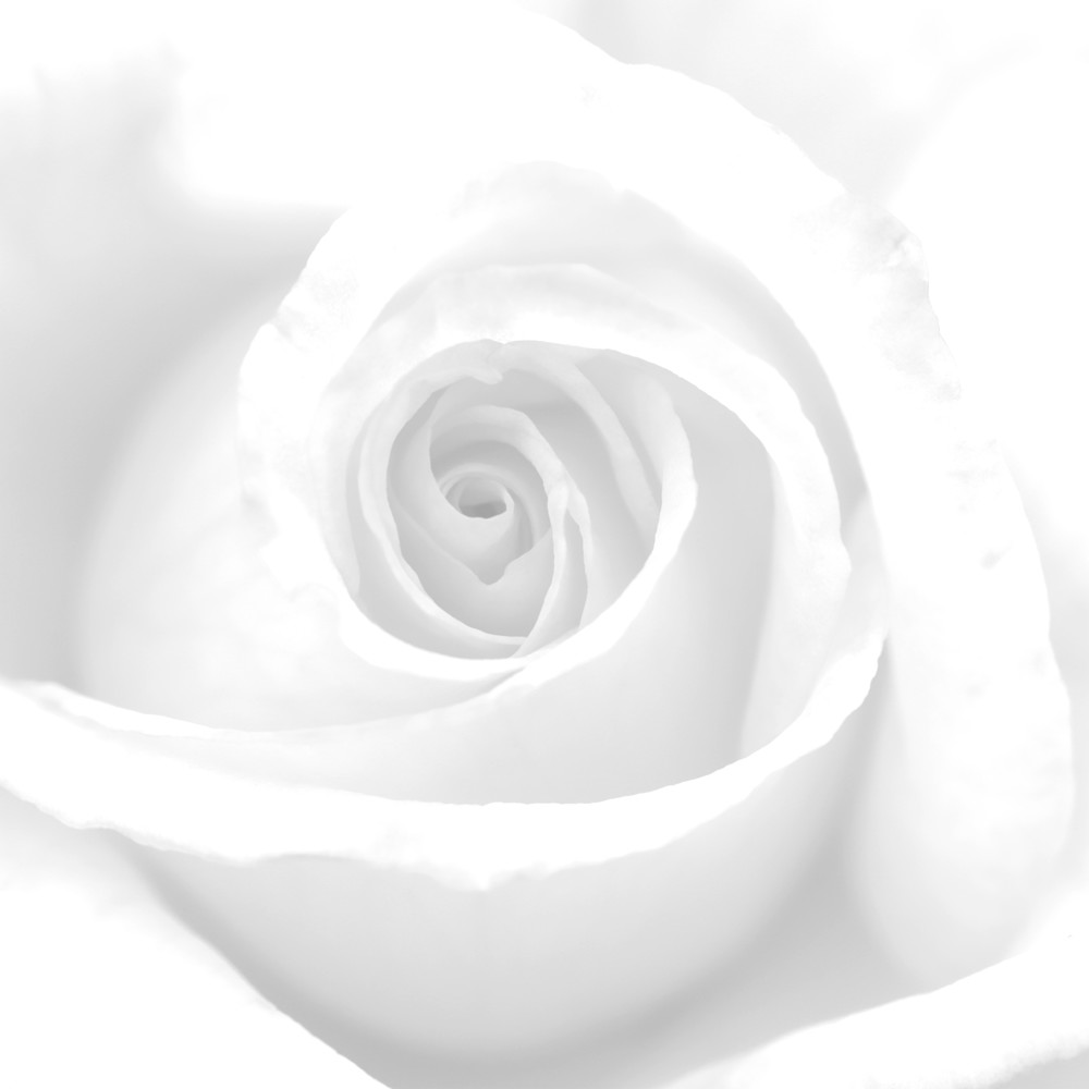 Bs white rose 14k 50 v3kccm