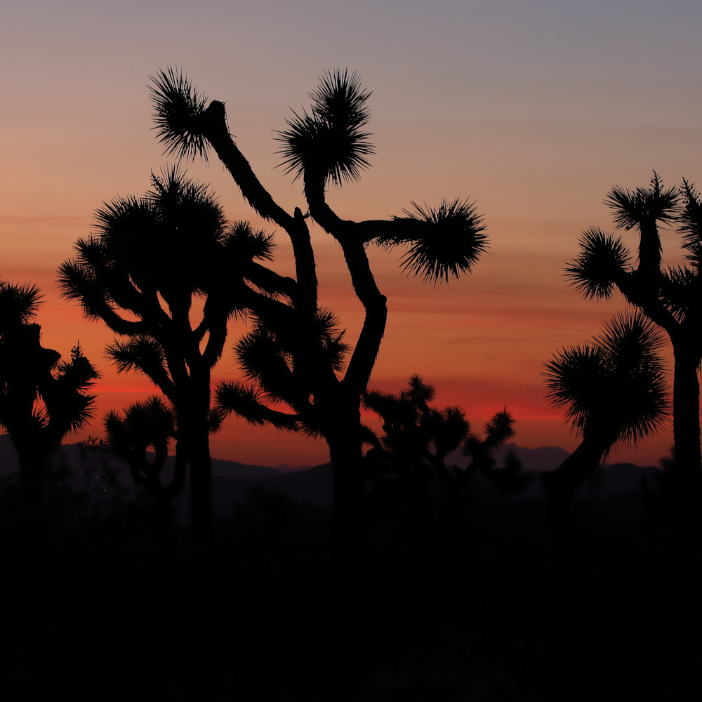 Tr jt cactus sunset img 0150 70 h7eopy