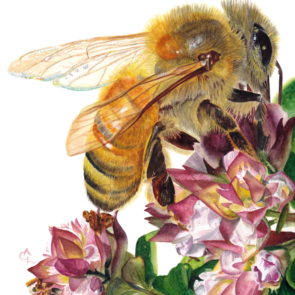 Honey bee and marjoram final 8x10 yzxypq