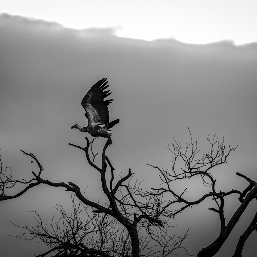 Cape griffon vulture 12x18 sig xp9iih