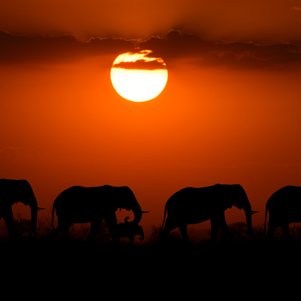 Elephants silhouette sun v2 12x18 sig n5oeki