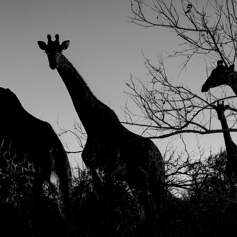 Giraffes bw walking 6x18 sig cyhuso