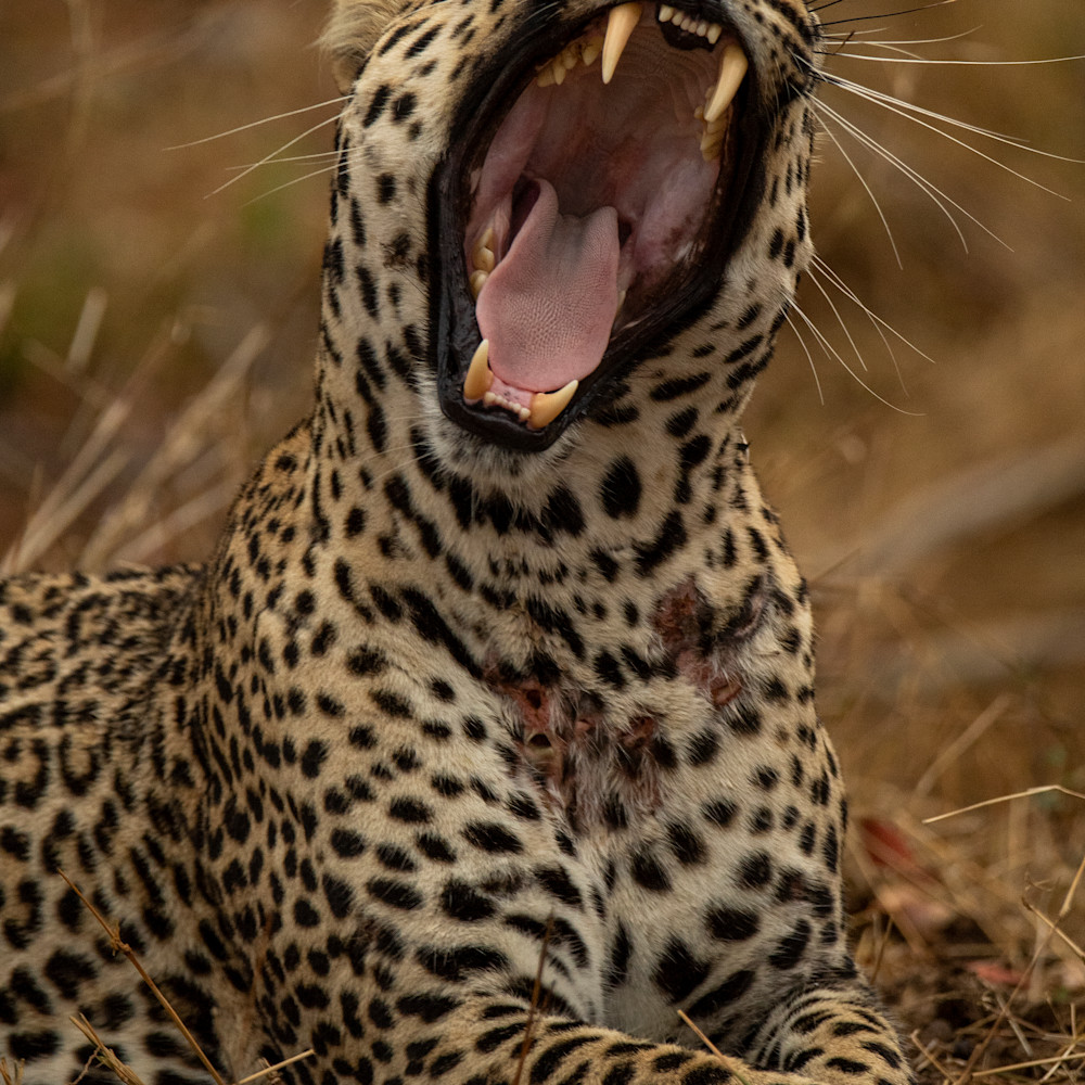 Leopard yawn 12x18 sig qt1zux