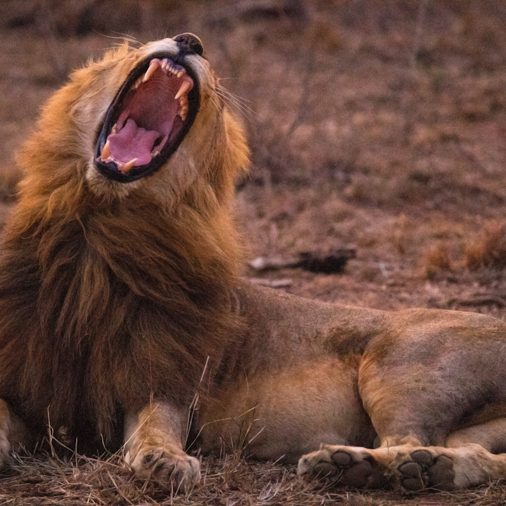 Lion yawn 12x18 sig iuttkk