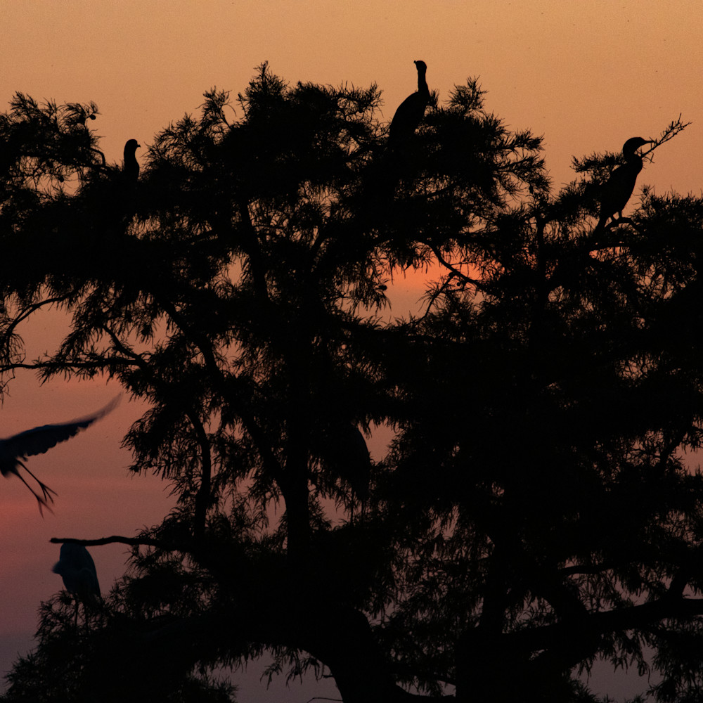 Egret tree sunrise  mg 8417 rlt20 g4bki6