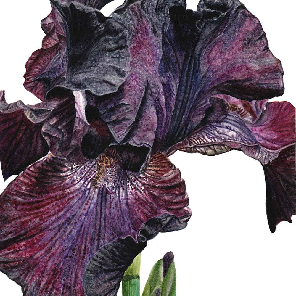 Bearded iris final asf zmmdlf