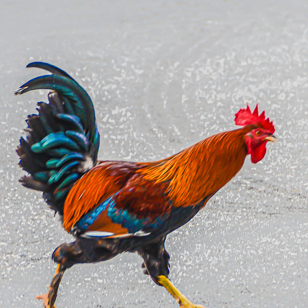 Cuban rooster hdzx0l