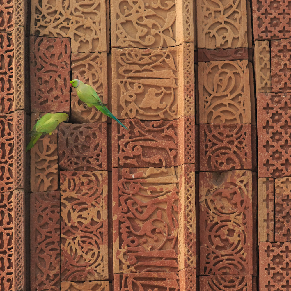 Agra india ring necked parakeets gx3mkt