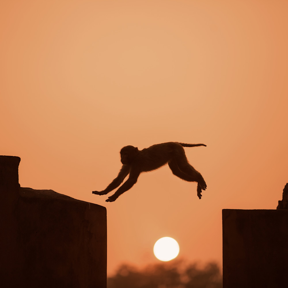 Agra fort monkey jumping over sunset c6sgjc