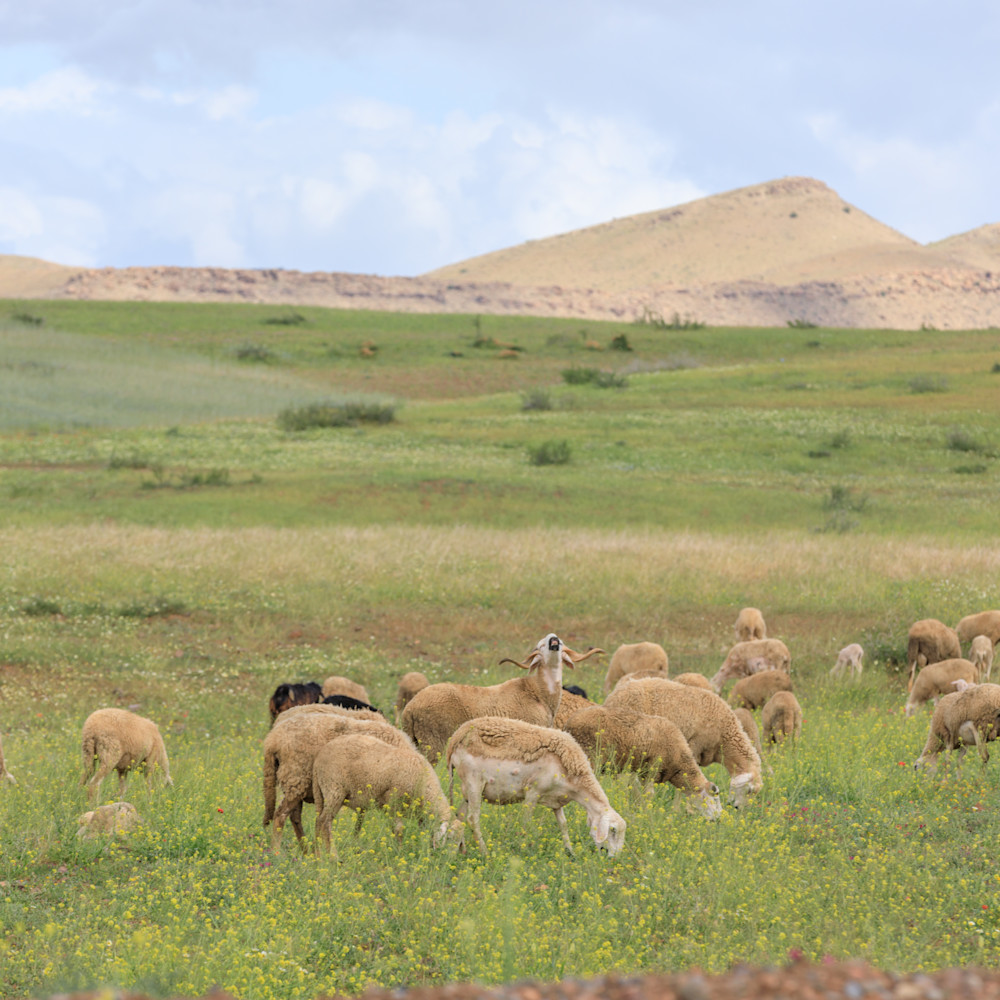 Morocco sheep 2 kebbd5