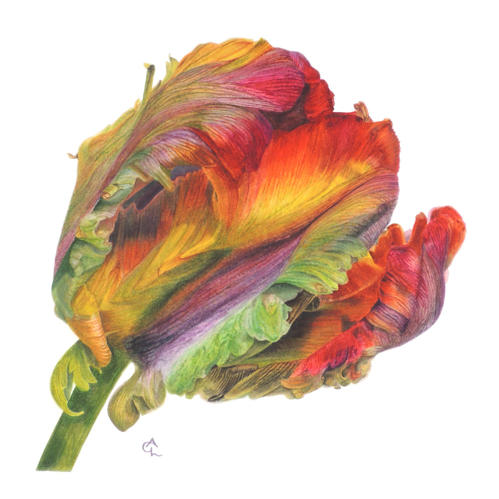 Parrot tulip 14 x 11 sb7lre
