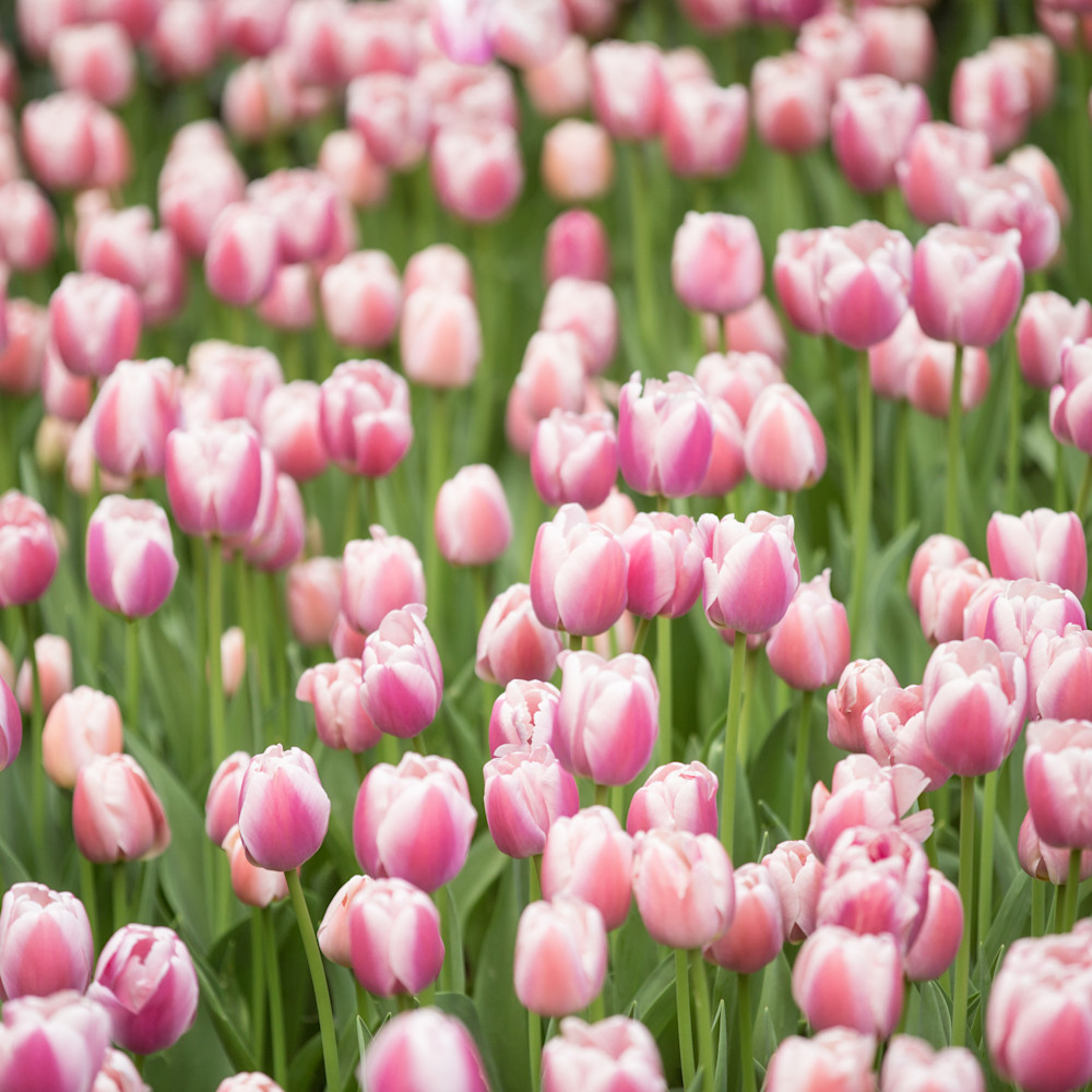 Central park tulips qatapd