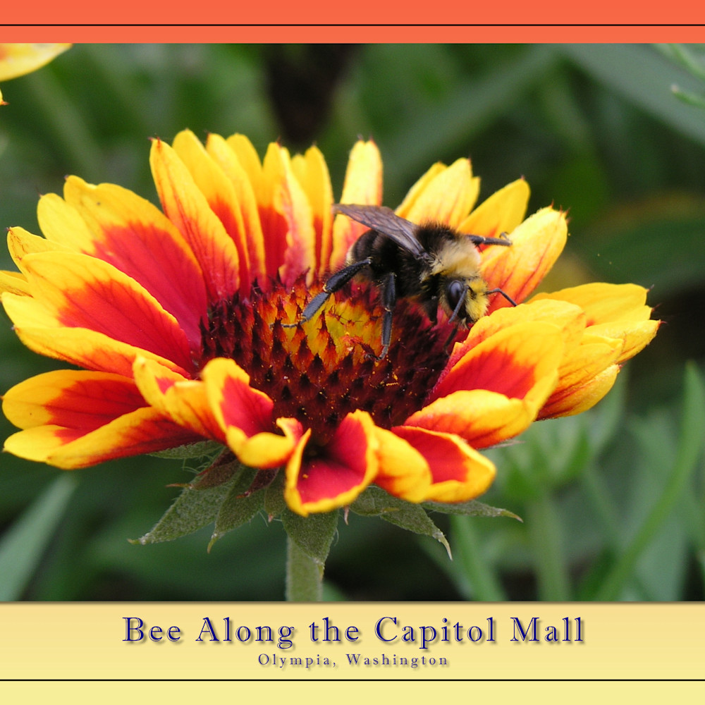 Bee capitol mall ndq3sc