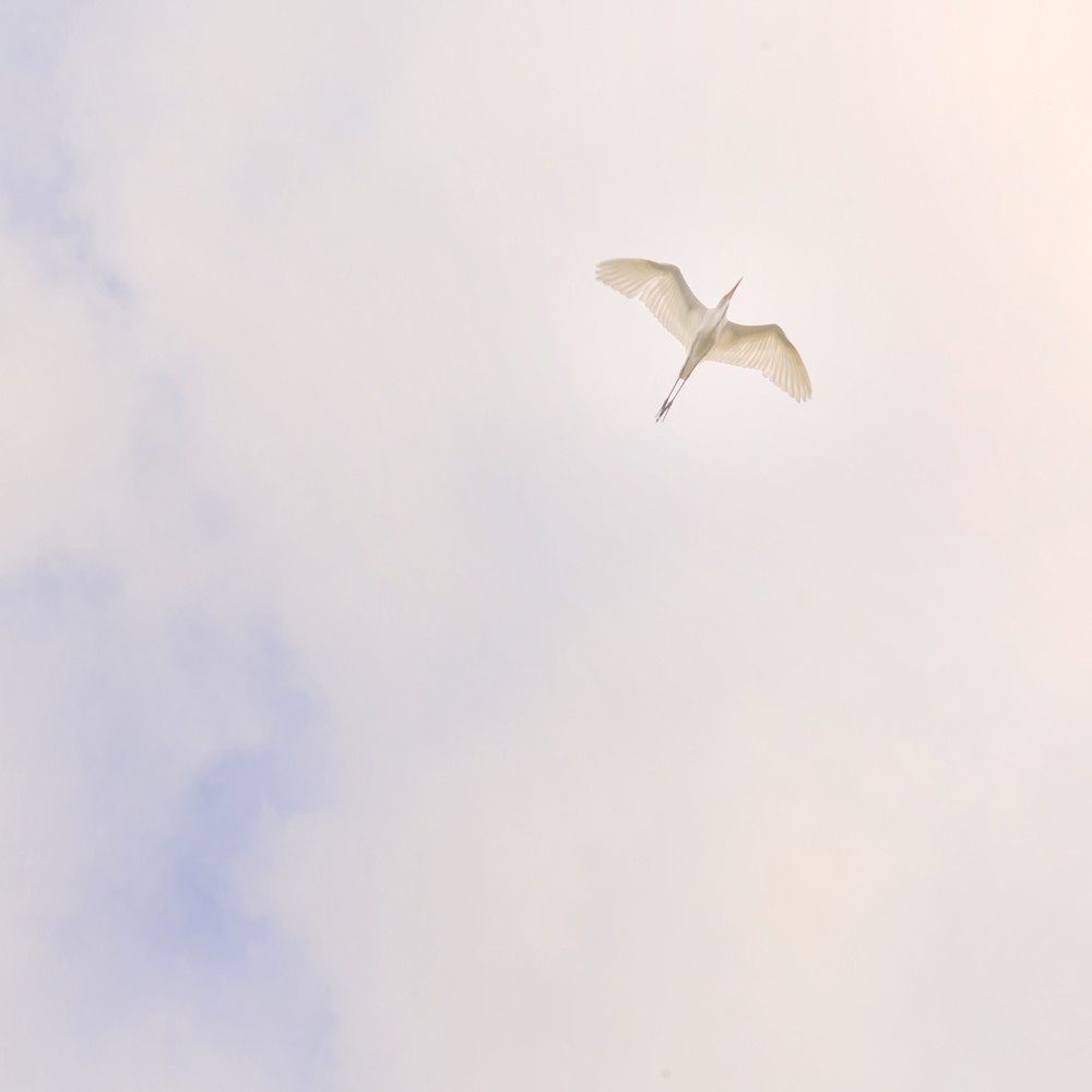 Great white egret sherwood island westport svkddj