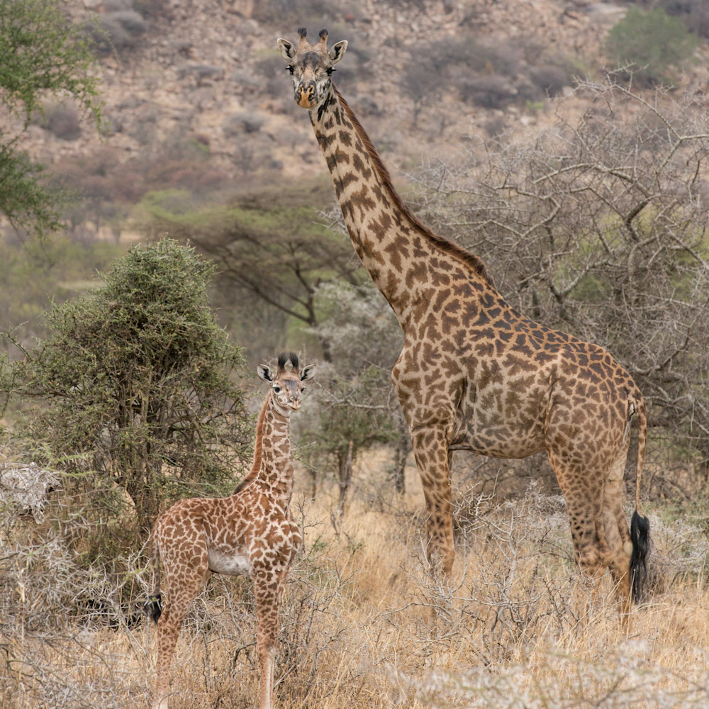 Baby giraffe with mom serengeti tanzania 2 yycjgr
