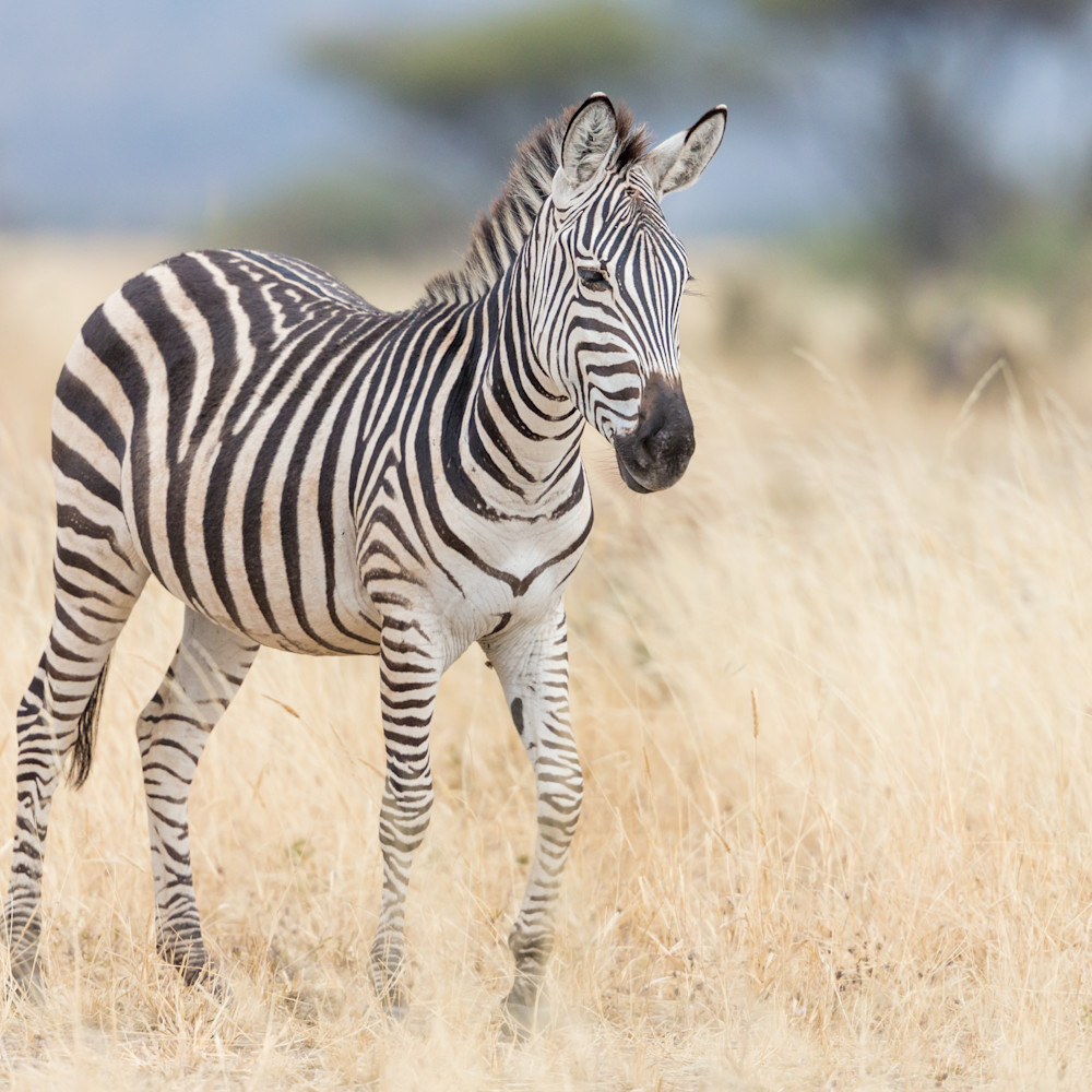 Baby zebra tarangire park tanzania is1sfs