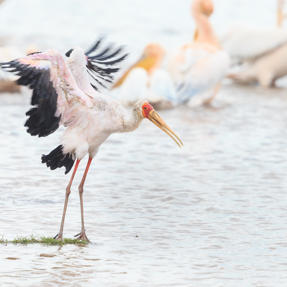 Yellow billed stork dancing lake manyara tanzania 3 otkvbv