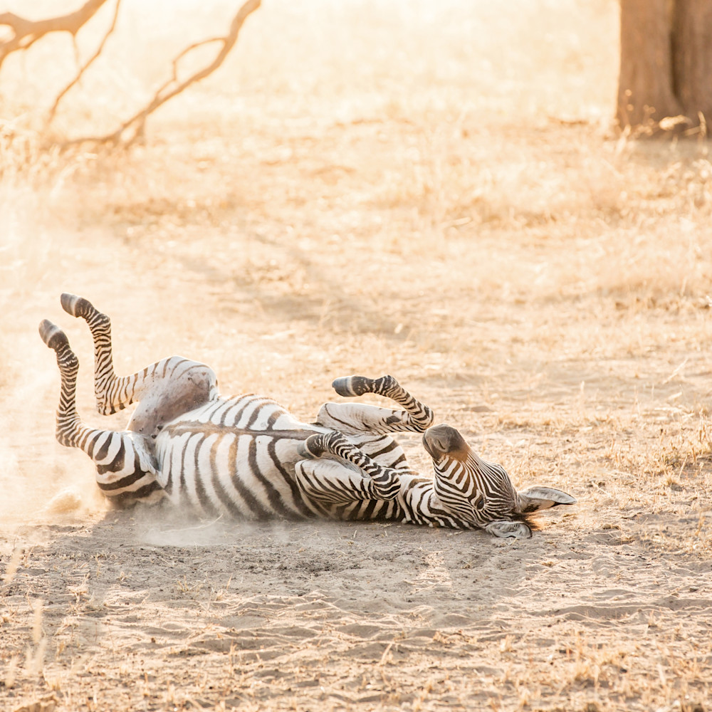 Zebra rolling in sand tarangire park tanzania dz3g56