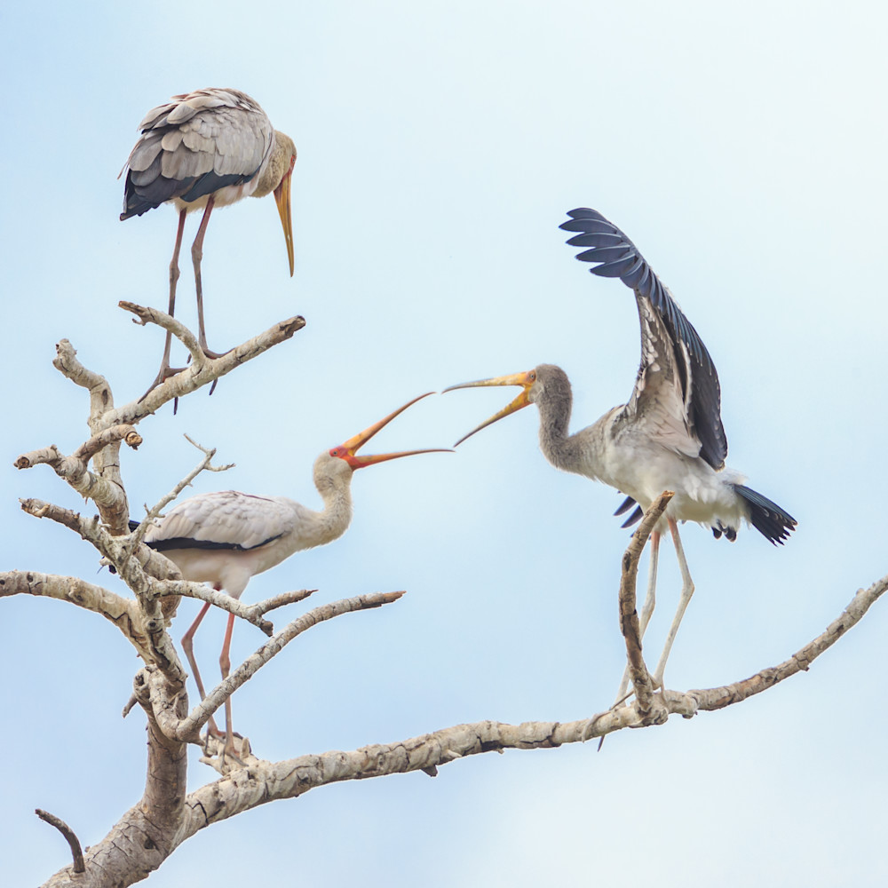 Yellow billed stork lake mnyara tanzania fhv7yd
