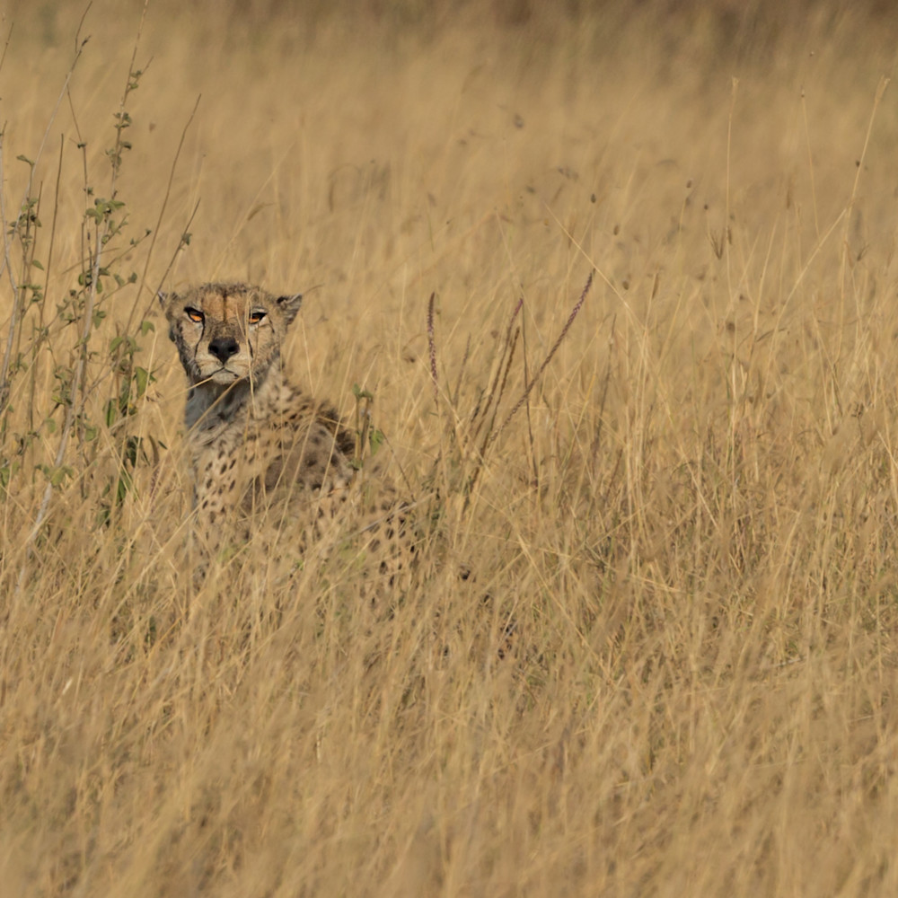 Cheetah hunting serengeti tanzania 1 bgntfr