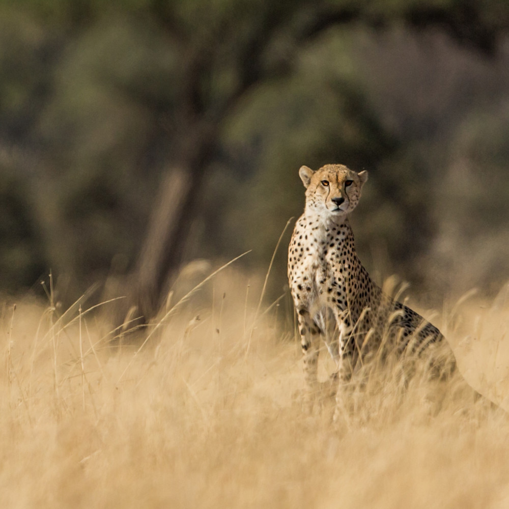 Cheetah on termite mound serengeti tanzania eye contact fcnw1l