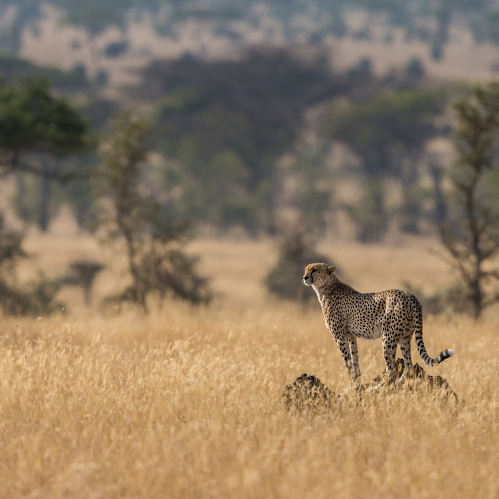 Cheetah on termite mound serengeti tanzania qzoic9