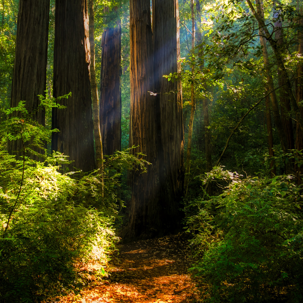 Redwood trail prmgzx