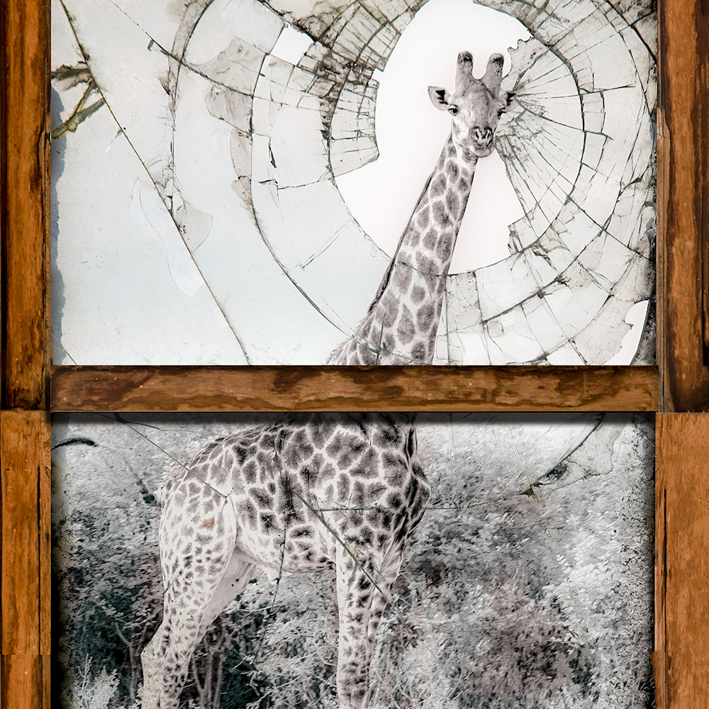 Giraffe window 002 1476553598 smaller sharpen jstsj1