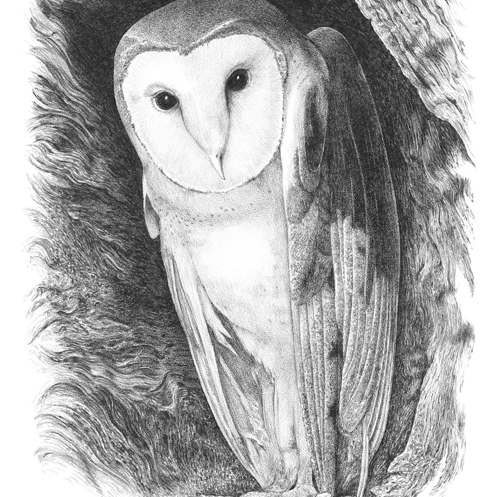 Barn owl 1997 12x18 gvclnm
