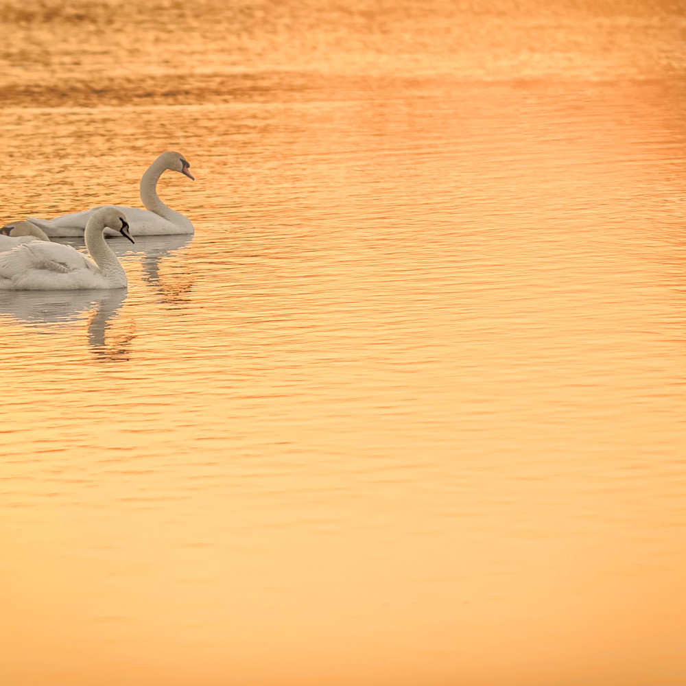 Swans in gold c3v3nl