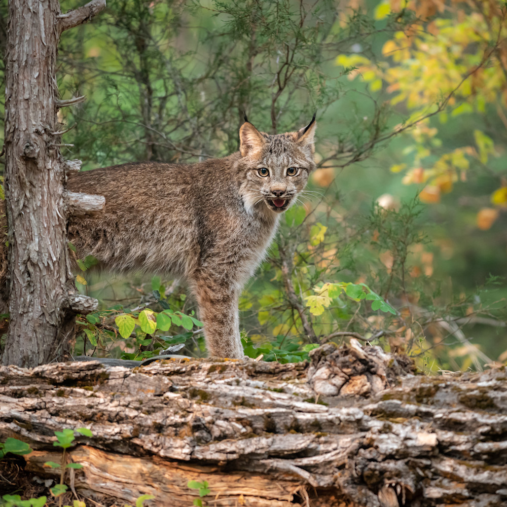 Canada lynx jakksm