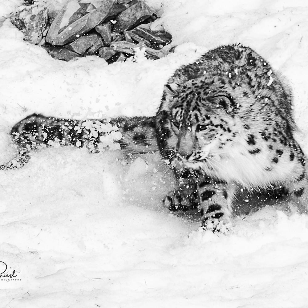 Tripled snowleopard mystique 8556 4 signed avnnyd