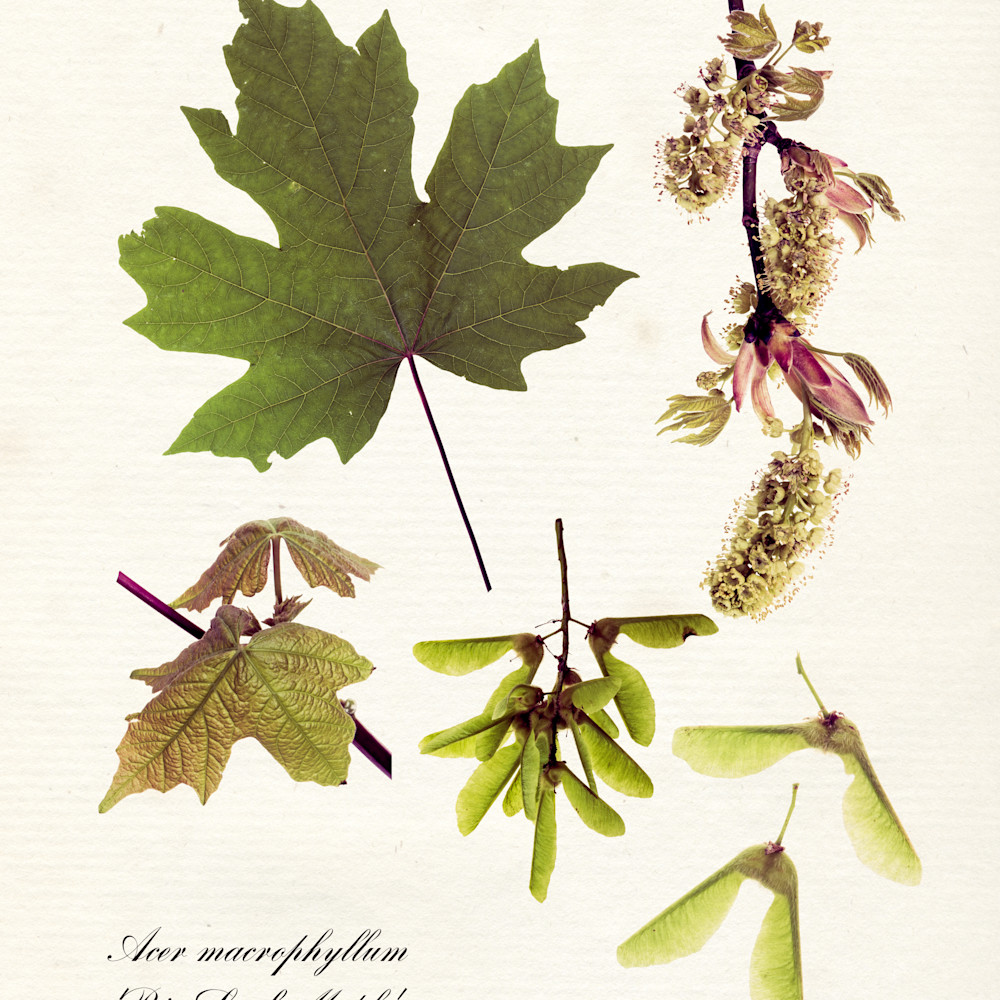Acer macrophyllum botanical print fx70ih