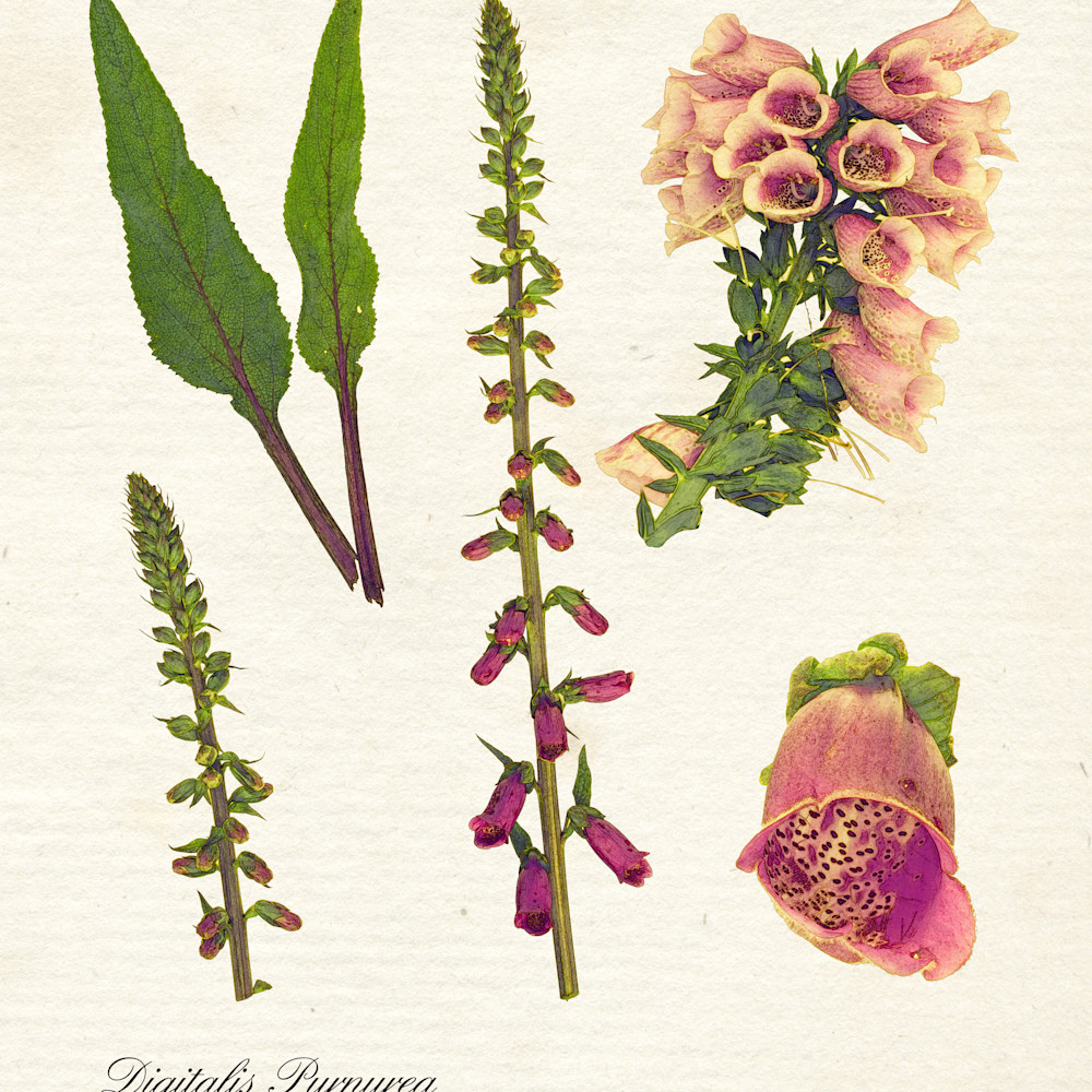 Digitalis purpurea botanical print t0e0tu