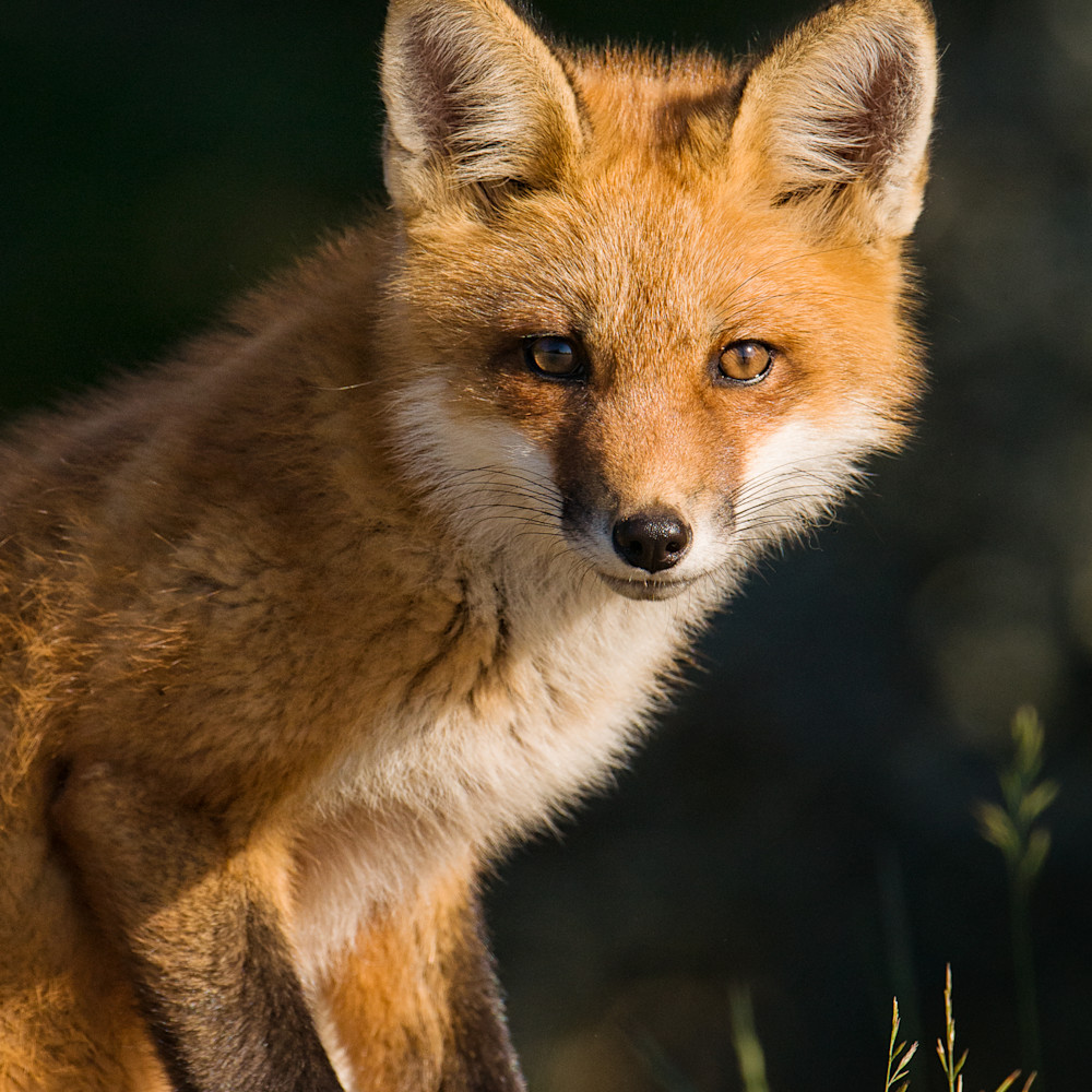 Red fox portrait vpozoi