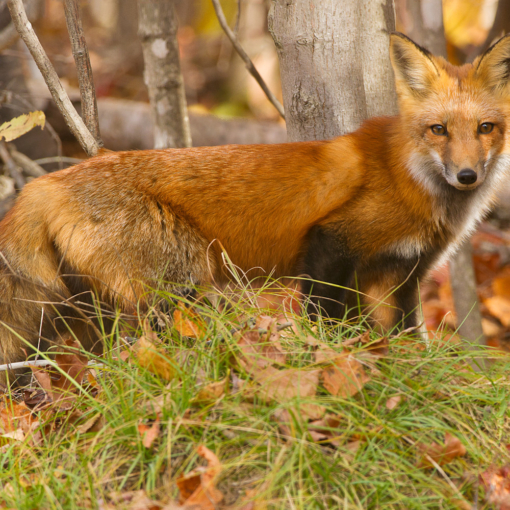 Red fox druqiv