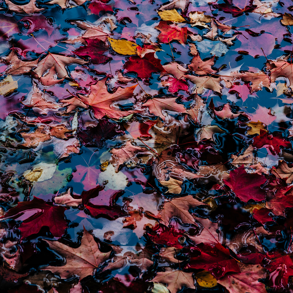 Colors   autumn leaves jzeswx