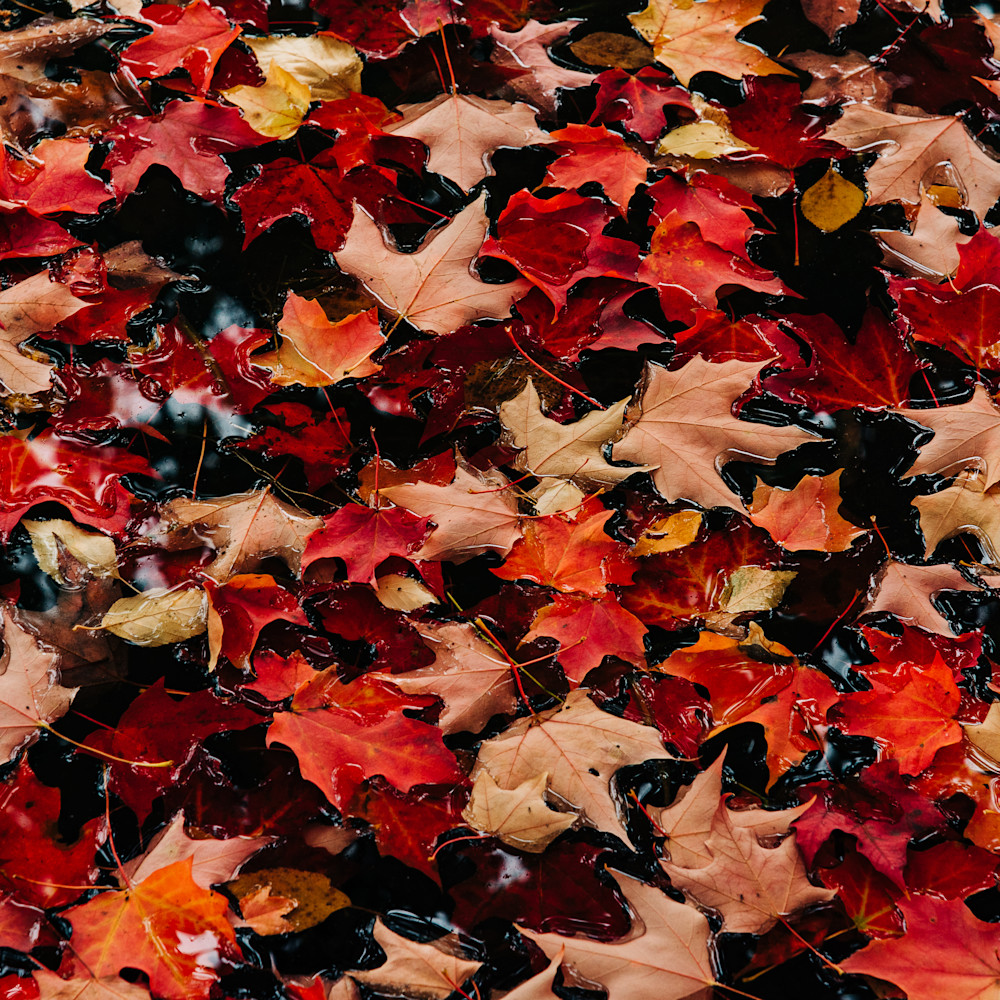Colors   autumn leaves ii cfszw9
