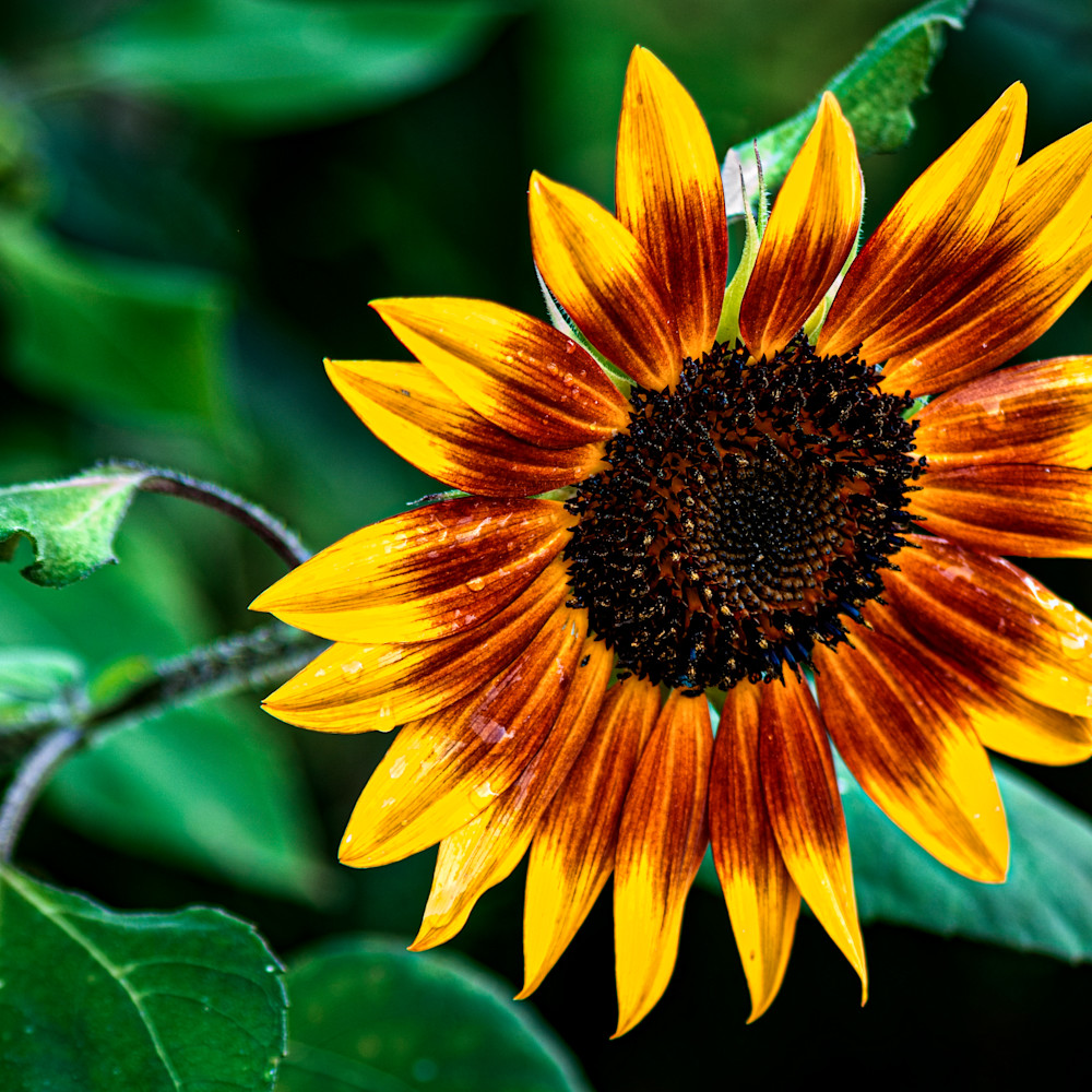 Two color sunflower m4docs
