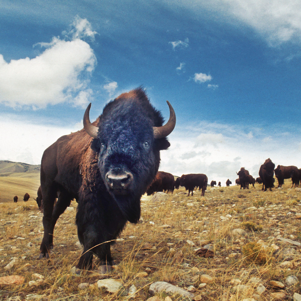 Wyoming buffalo ctvo2j