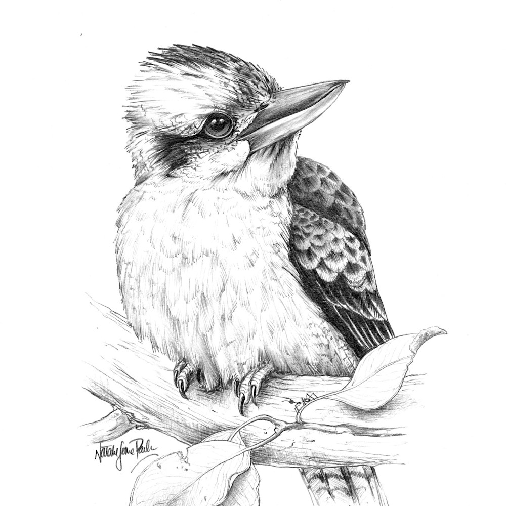 Aussie Songster Kookaburra Pencil Drawing