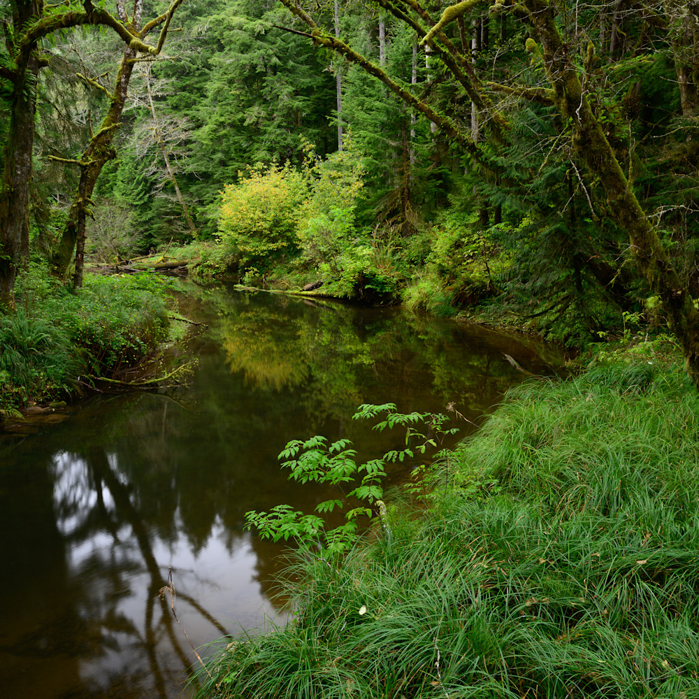 Autumn, North Nemah River, Washington, 2020