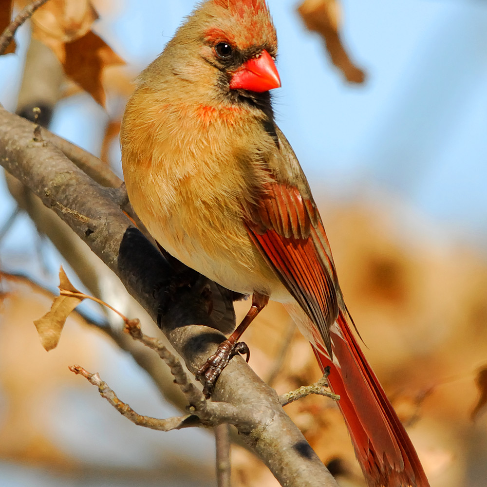 Female cardinal gtszzi