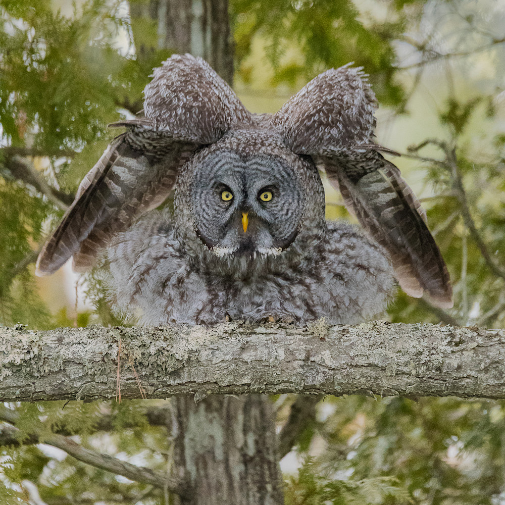 Great gray owl wingnut idc1tn