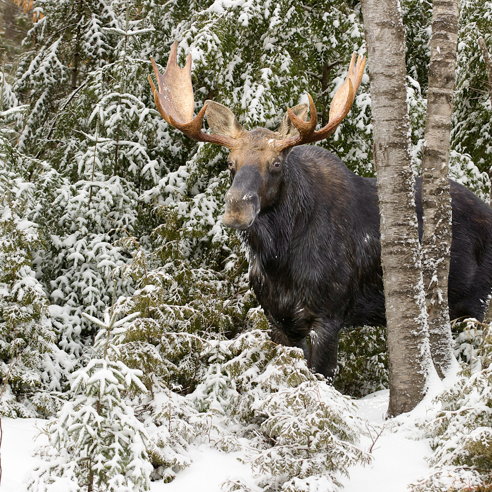 Bull moose behind gray birch horizontal fqa8pl