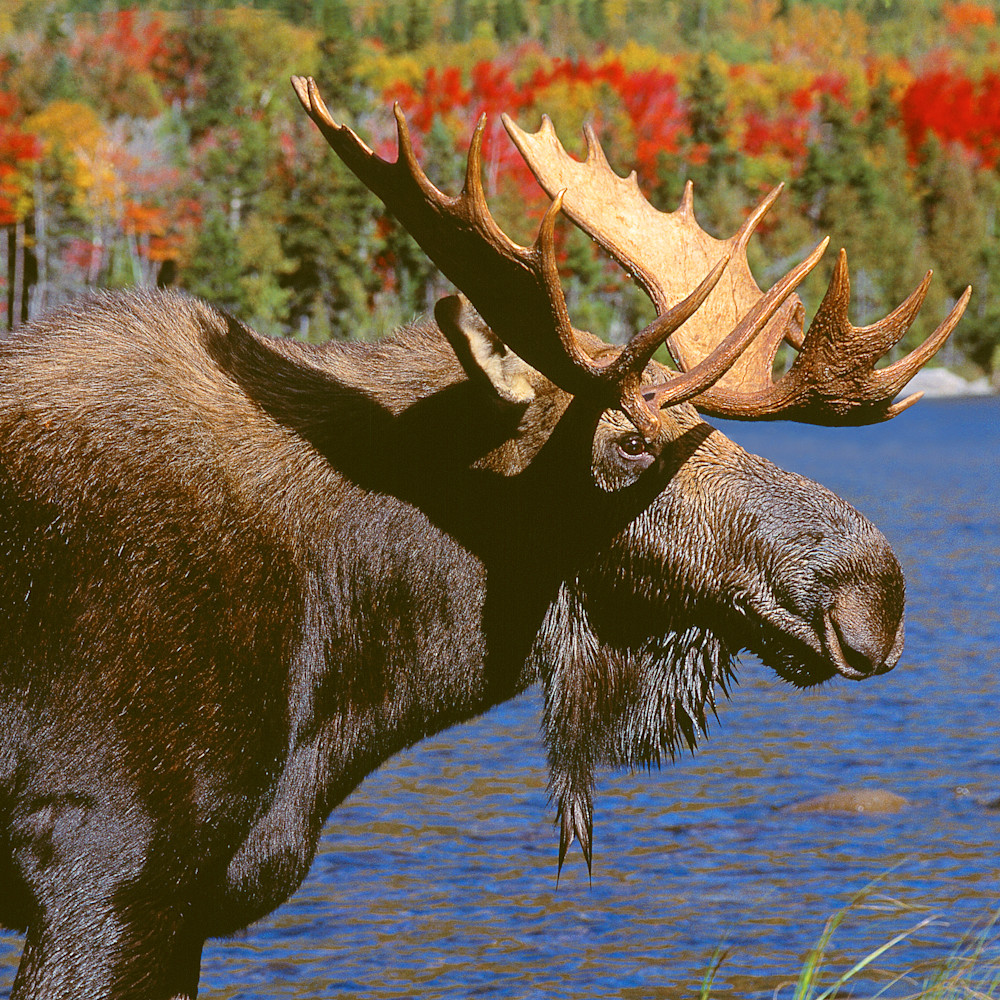 Bull moose in autumn color portrait dt3ba7
