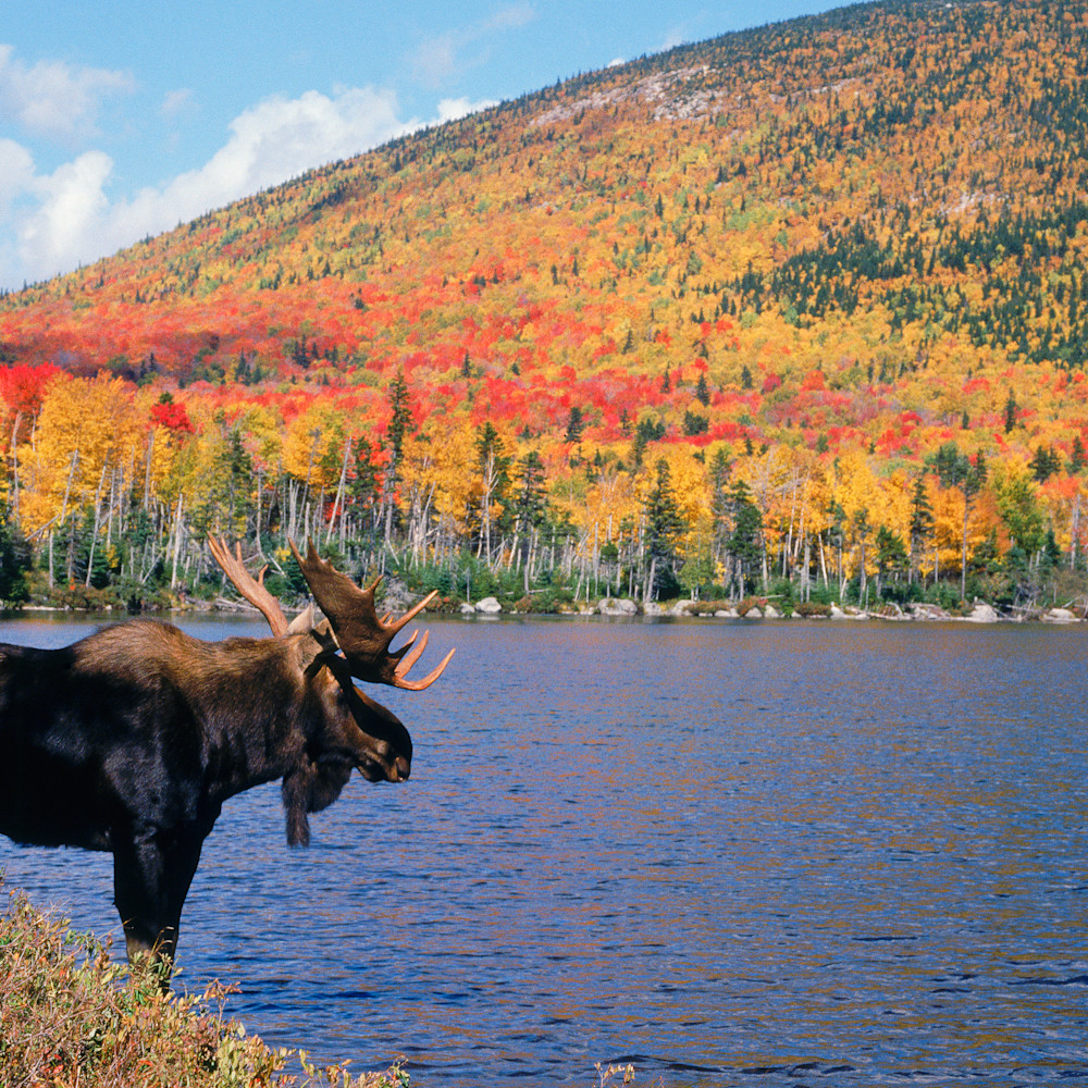 Bull moose in autumn color with mountain jsvyqa