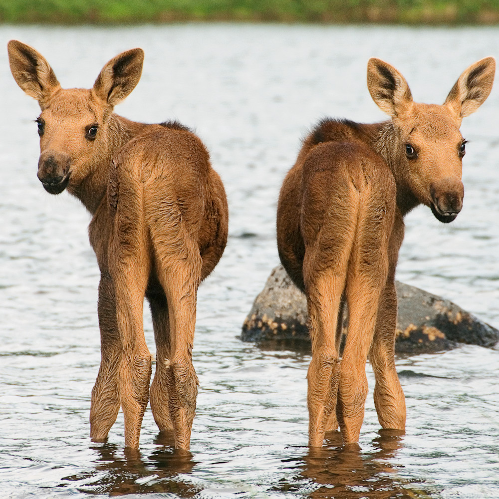 Twin Moose Calves